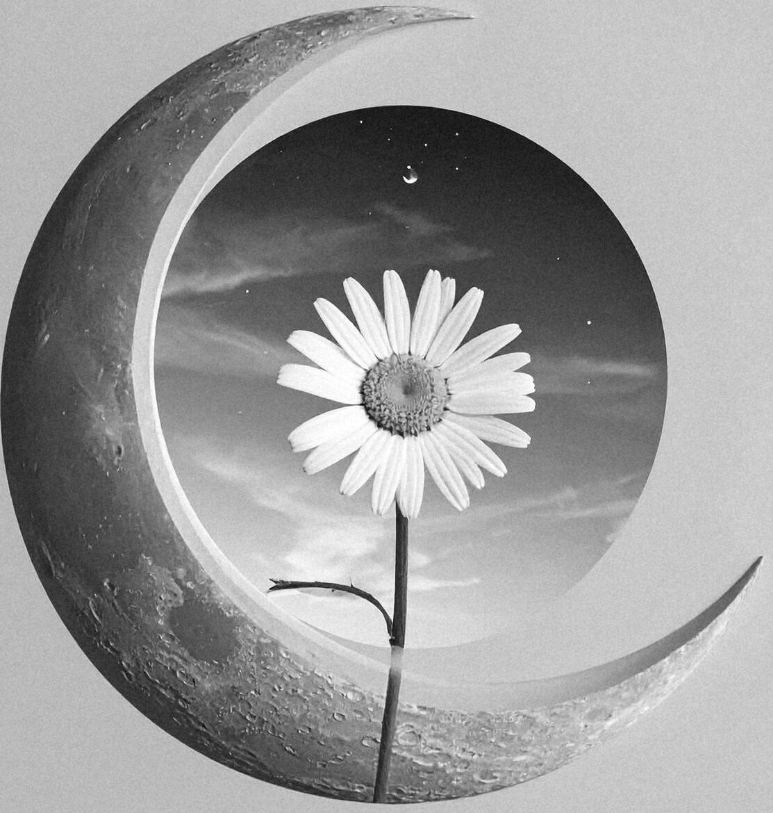 SUNDAISYMOON